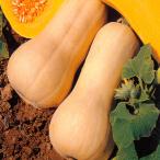 実生野菜苗カボチャバターナッツ2株