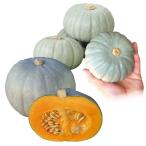 実生野菜苗カボチャ実生日持ちカボチ...