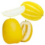 実生野菜苗マクワウリ実生特選マクワ...