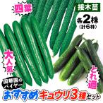 接木野菜苗 キュウリ苗 接木おすすめキュウリセット 3種6株(送料無料)キュウリ苗 人気 set 9cmポット set 人気 国華園