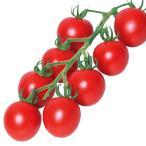 種 野菜たね トマト F1新中玉トマト 1袋(0.5ml)