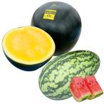 種 野菜たね スイカ ゴ