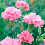 種 花たね カーネーション オーロラ 1袋(200mg)