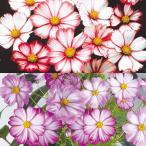 種 花たね コスモス ピコティミックス 1袋(500mg)