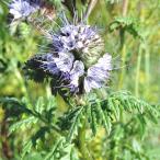  вид цветок ..fase задний tanasetifo задний 1 пакет (1000mg)