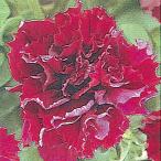  вид цветок ..pechuniaF1 двойной rental ke-do балка gun ti1 пакет (20 шарик )