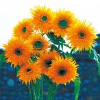  вид цветок ..hi вокруг F1 двойной Quick 1 пакет (20 шарик )