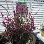 種 花たね ケイトウ アジアンガーデンPVP 1袋(30粒)