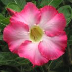  вид цветок ..ateniumobe Sam розовый 1 пакет (10 шарик )