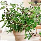  фруктовое дерево рассада ichi ось little ошибка figi- товар вид регистрация .. средний ( регистрация название :LMF01) 1 АО 