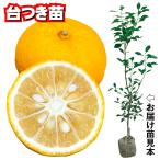 果樹苗カンキツユズ台つき苗1株