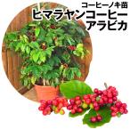 果樹苗 コーヒーノキ ヒマラヤンコーヒー アラビカ 1株