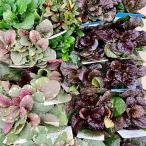 花苗 アジュガ福袋 3号ポット 4株