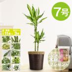 観葉植物7号鉢選べる種類鉢カバーセ...