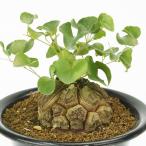 多肉植物 亀甲竜 1株