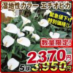 緊急値下げ 湿地性カラー 球根 エチオピカ 5球 春植え球根【セット数限定大量販売セール】