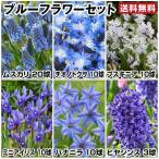 秋植え球根 ブルーフラワーセット 6種63球 青い花 送料無料