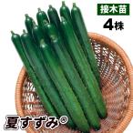 接木野菜苗 キュウリ 接木F1夏すずみR 送料込み 4株 胡瓜 やさいの苗 やさいのなえ 国華園