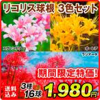 リコリス球根3色セット3種16球リ...