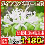 ダイヤモンドリリー 球根 白花 2球 ネリネ サルニエンシス ダイヤモンドリリーの球根 夏植え球根 送料込み