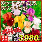 ジャーマンアイリス 株分け苗 カラフルジャーマンアイリスセット 8株 送料込み 花の苗