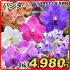 ラン苗 バンダ 品種おまかせ 名称付 1株 洋蘭 洋ラン