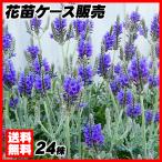 花苗大特価レースラベンダー苗ケース...