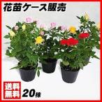 花苗大特価ミニバラ苗ケース販売1ケ...