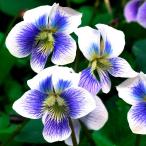 ラン・山野草スミレプリセアナ2株