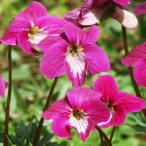 ラン・山野草スミレ紅寿2株