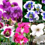 ラン・山野草スミレ銘品セット5種5株