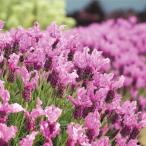 花苗ラベンダーザ・プリンセスPVP1株