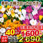 在庫処分寒咲・大輪クロッカス球根ガ...