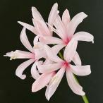 ネリネ 球根 秋の瞳 1球 ネリネの球根 夏植え球根