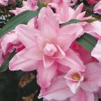 ユリ球根オリエンタルリリーラッキー...