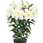 国華園ユリ球根ベランダ・鉢植え向き...