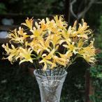 リコリス球根おおすみ12球リコリス...