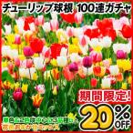 【期間限定20%OFF】チューリップ 球根 100連ガチャ チューリップの球根 送料無料
