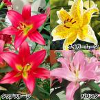 ショッピングバリスタ ユリ 球根 オリエンタルリリー 美色切花向きBセット 3種12球 ユリの球根 百合 花ユリ