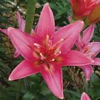 ユリ球根すかしユリホットパンツ4球...