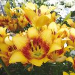 ユリ球根すかしユリスイートバレー1...