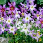 リューココリネ