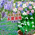 秋植え球根人気の秋植え球根Cセット...