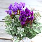 花苗 シクラメン ドラゴンセット 2種4株 / 花の苗 シクラメンの苗 シクラメン苗 花壇 多年草