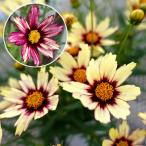 花苗コレオプシスレッドシフト2株