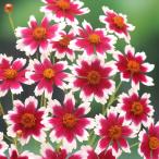 花苗コレオプシスグレースフルドリーム2株