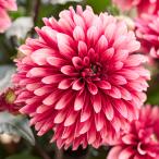 花苗ダリアラベラグランデチョコレー...