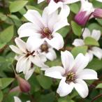 ショッピングクレマチス 花苗 クレマチス プリンセスケイトPVP 1株