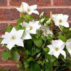 ショッピングクレマチス 花苗 クレマチス グーンジーフルート 1株