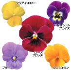 花苗ビオラF1ペニーセット送料込み...